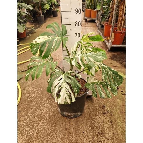<h4>Monstera Deliciosa Variegata XL</h4>
