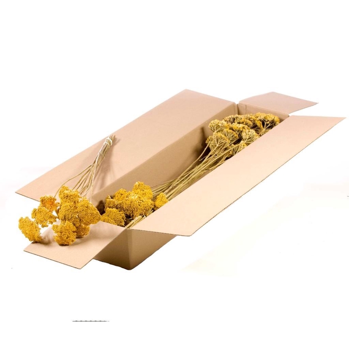 <h4>Achillea parker SB natural yellow</h4>