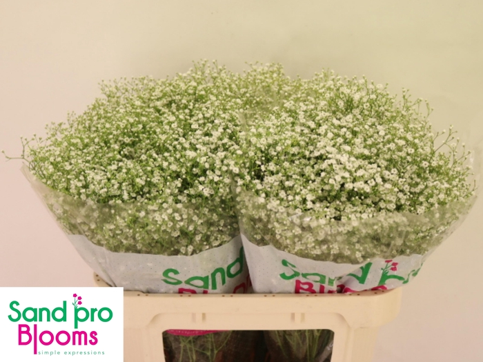 <h4>GYPS PA ZI DISCOVERY</h4>