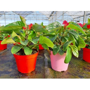 Begonia overig mixkar