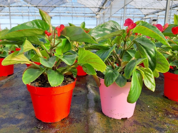 <h4>Begonia overig mixkar</h4>