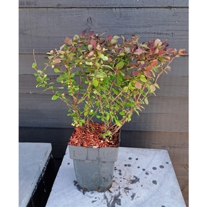 Berberis thunbergii 'Rose Glow' P17