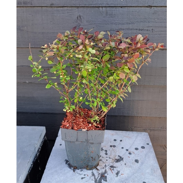 <h4>Berberis thunbergii 'Rose Glow' P17</h4>