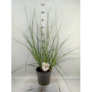 Cortaderia sell.