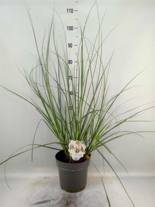 <h4>Cortaderia sell.</h4>