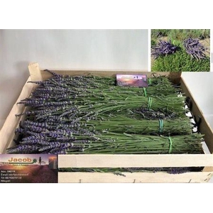 Lavandula Angust Bos