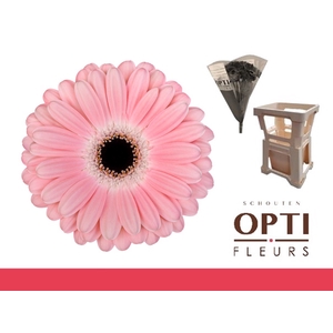 Gerbera Dulcie Water / Hoes