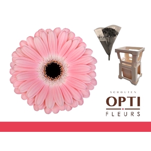 GE GR DULCIE-Water hoes ongelijk