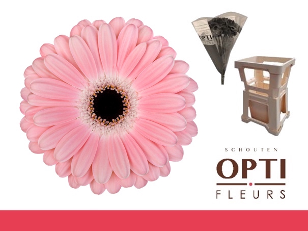 <h4>GE GR DULCIE-Water hoes</h4>