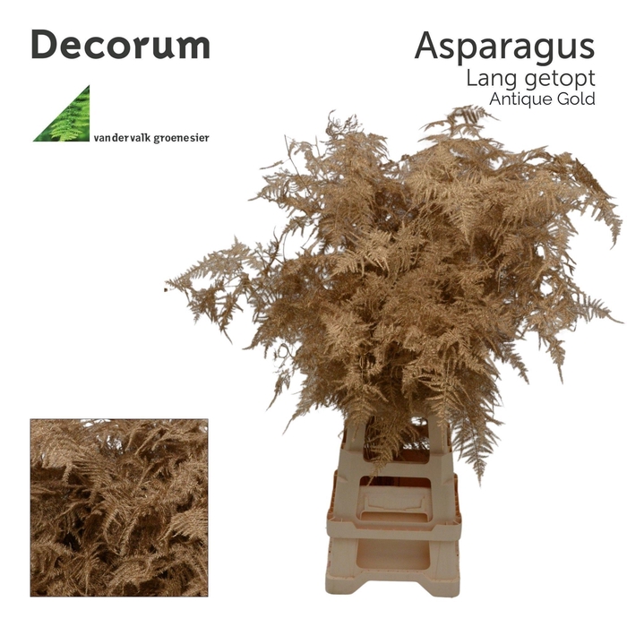 <h4>Asp lang getopt Antique gold</h4>