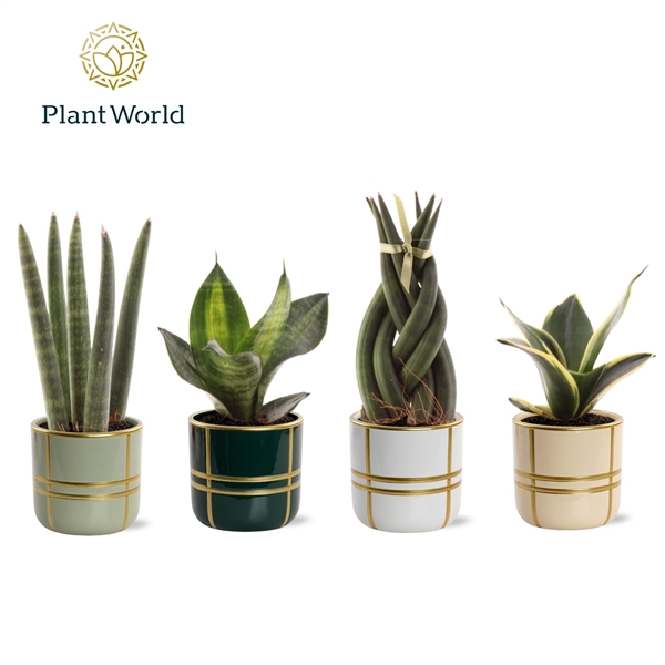 <h4>Sansevieria mix in pot Lauri</h4>