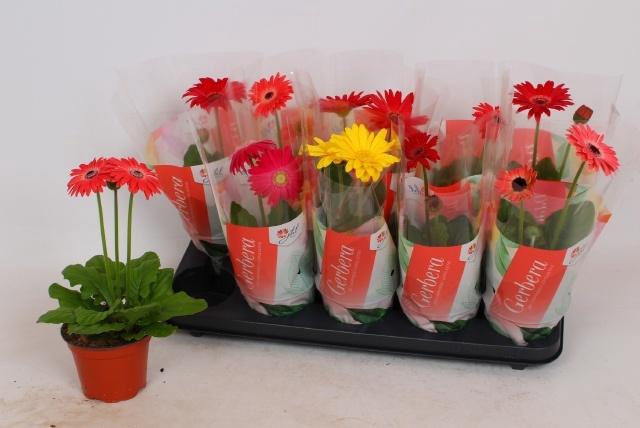 <h4>GER COLOURGAME GEM</h4>