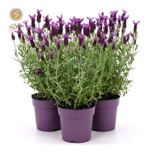Lavandula Anouk