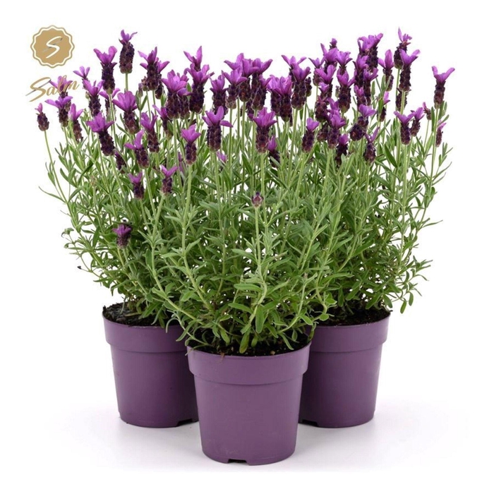 <h4>Lavandula Anouk</h4>