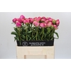 Paeonia Glory Hallelujah