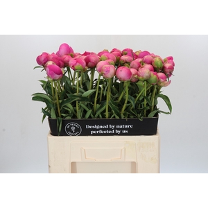 Paeonia Glory Hallelujah