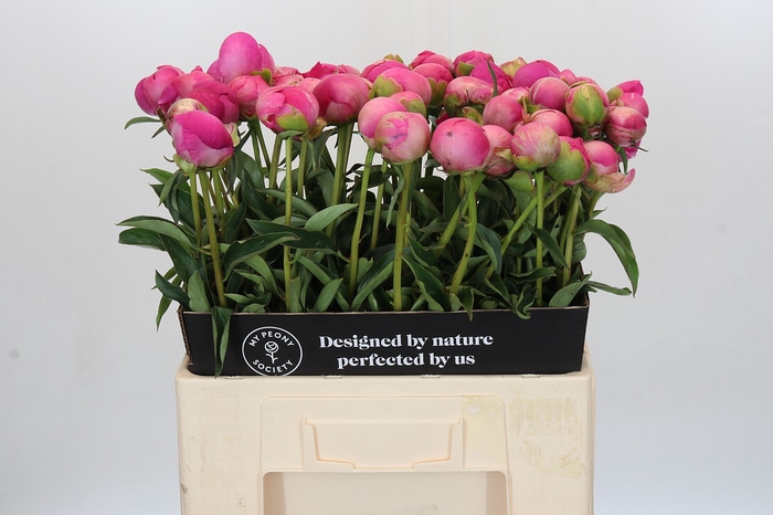 Paeonia Glory Hallelujah