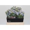 Oxypetalum Tweedia Blue