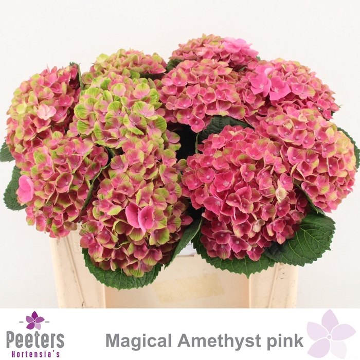 <h4>HYDR M MAG AMETHYST</h4>