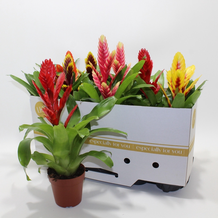 <h4>VRIES GEM 8 SRT</h4>