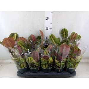 Maranta leuc. 'Fascinator'
