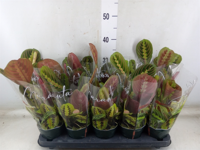 <h4>Maranta leuc. 'Fascinator'</h4>