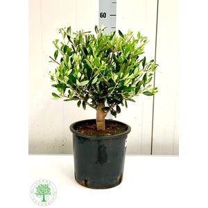 OLEA EUROPAEA