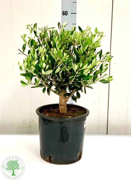 <h4>OLEA EUROPAEA</h4>