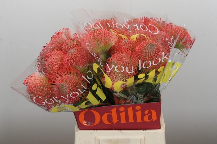 <h4>Nutans Ayoba Pink</h4>