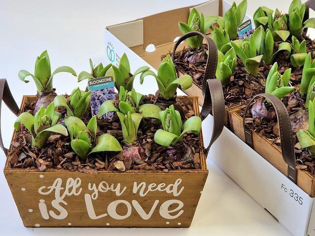 <h4>ARR HYACINTH</h4>