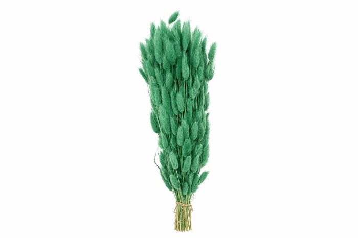 <h4>Dried Lagurus X5 Bl Mint Green Bunch</h4>