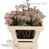 Ozothamnus Pink Spray