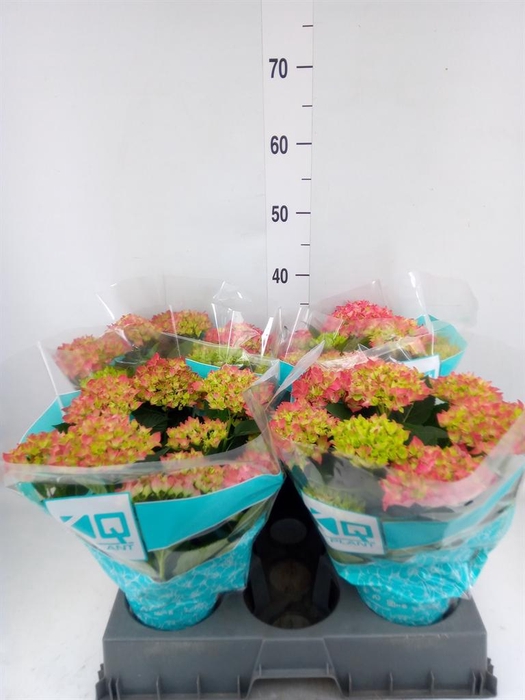 <h4>Hydrangea mac. 'Hi Ocean'</h4>