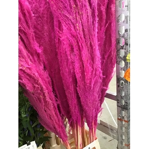 DRIED CORTADERIA SACUARA PINK H%*