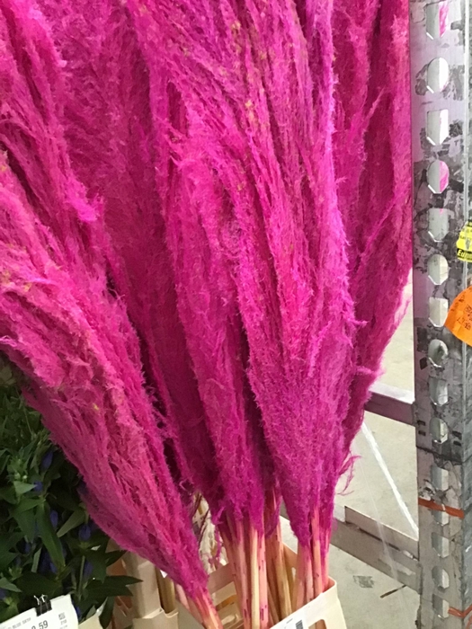 <h4>DRIED CORTADERIA SACUARA PINK H%*</h4>