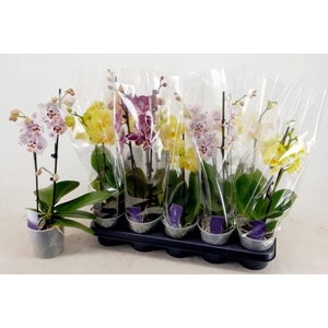 PHAL MIX 2 TAK 45CM