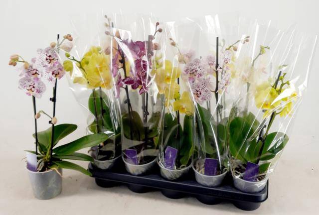 <h4>PHAL MIX 2 TAK 45CM</h4>