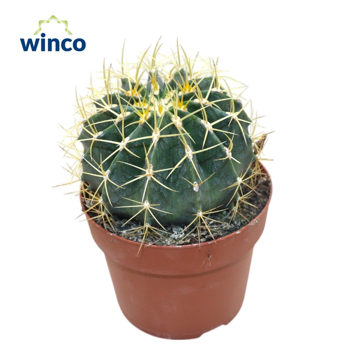 <h4>FEROCACTUS GLAUCES</h4>