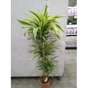 Dracaena fr de 'LemonLime'