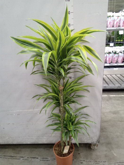 <h4>Dracaena fr de 'LemonLime'</h4>