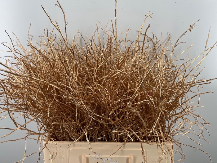 <h4>VACC KLB H%</h4>