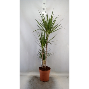 Dracaena marg.