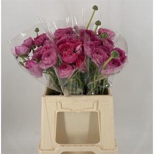 Ran Suc 1st Colorado