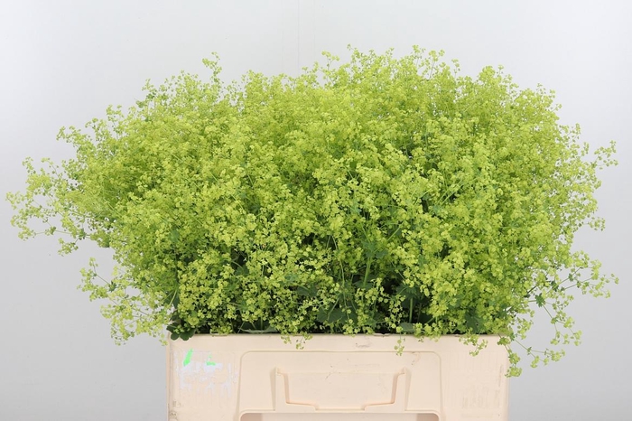 <h4>Alchimella Robusta</h4>