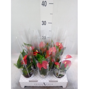 Anthurium andr. 'Red Champion'