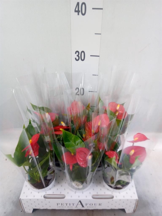 <h4>Anthurium andr. 'Red Champion'</h4>