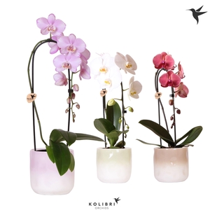 Kolibri Orchids Phalaenopsis Cascade Niagara Fall mix 1 spike in Gradience pot mix