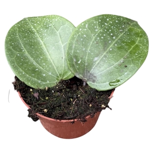 hoya latifolia green