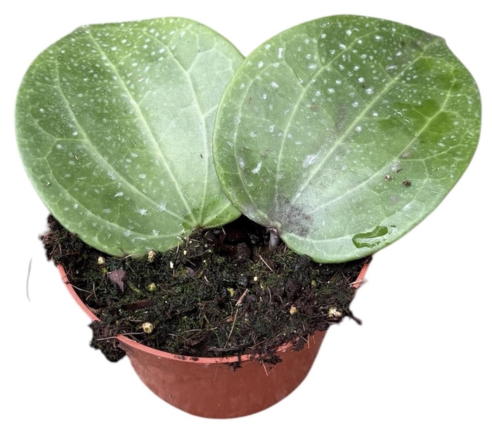 <h4>hoya latifolia green</h4>