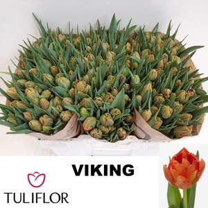 TU DU VIKING